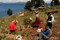 Varios campesinos del pueblo de Llachón plantan patatas en la orilla del Lago Titicaca.
